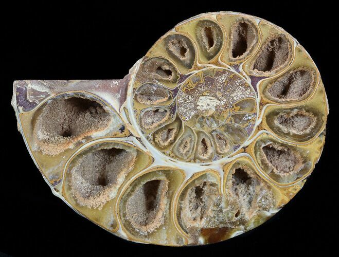 Sliced, Agatized Ammonite Fossil (Half) - Jurassic #54028